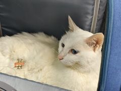 -纳吉亚猫专科动物诊疗中心(蒋宅口分院)