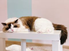 -酷豆宠物咖啡·宠物美食·撸猫馆