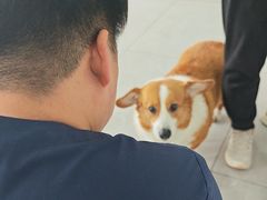 -瑞派长江宠物医院·猫科·外科·24小时夜护(谊城公寓分院)