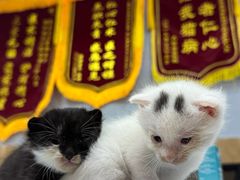 -瑞派名望24h动物医院异宠专科·猫专科·骨科·重症监护分院