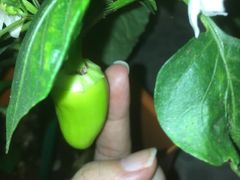 -顺德公美食(西乡店)