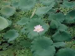 -荔湾湖公园