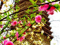 -玲珑塔公园