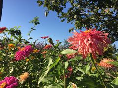 密云玫瑰情园-密云玫瑰情园