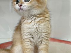 -青奢宠物·青奢猫舍