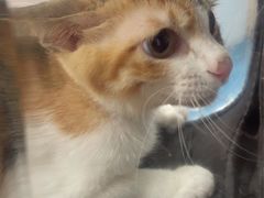 -宠颐生猫科·内科皮肤科(西平世纪城店)