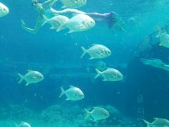 -瑞德姆美人鱼海底演艺主题餐厅(亚龙湾店)