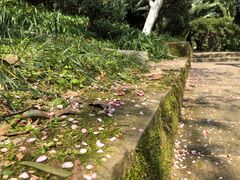 -南山植物园