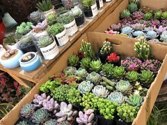 -双季花艺园艺市场(浦东店)