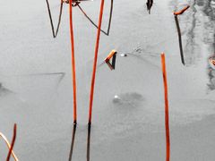 -大宁郁金香公园-停车场