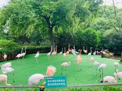 -上海野生动物园