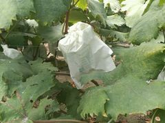 -马陆小张葡萄园农家乐