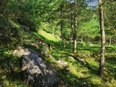 -武陵山森林公园