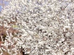 -国家植物园
