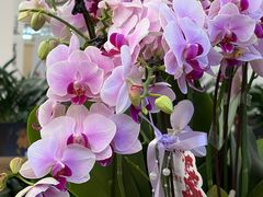 -荷兰花海