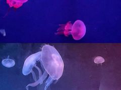 -西安曲江海洋极地公园