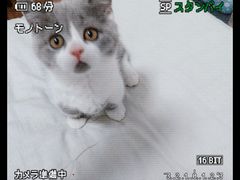 -伟伟宠物医院·CT影像中心·瑞派犬猫综合性门诊(汉口总院)