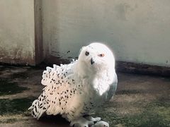 -海合安武汉极地海洋公园