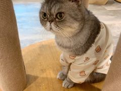 -楼上猫咖(罗湖店)
