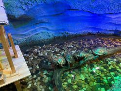 -酷嗒动物文化乐园(cutezoo西溪乐天城店)