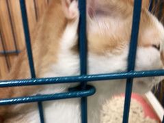 -安安宠医·安宠宠物医院