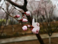 -桃花堤公园