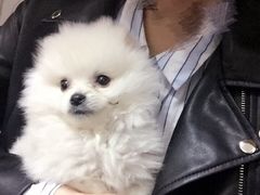 -芭比堂动物医院·犬猫全科·异宠专科(雁塔分院)