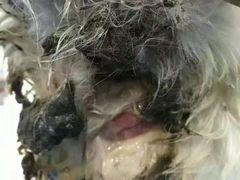 -仁华宠物医院(青羊店)