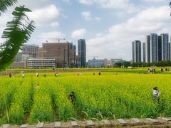 -光明小镇欢乐田园