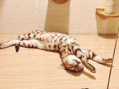 猫咪寄养房间-Double Rui宠物酒店