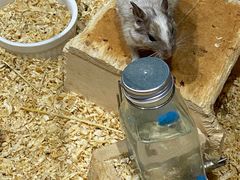 -酷以爬仙阁实体爬宠店·守宫·蜥蜴·专业繁育