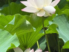 -蠡湖大桥公园