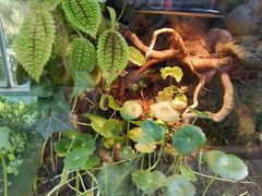 -南宫五洲植物乐园