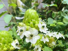 -爱尚幸福鲜花(上地实体店)