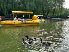 -团结湖公园