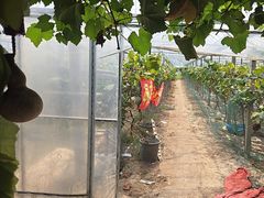 -马陆小张葡萄园农家乐