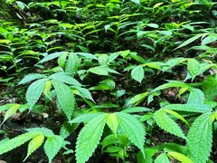 -藏龙百瀑风景区