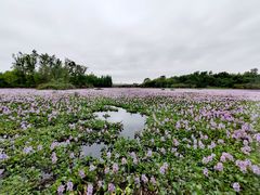 -白鹭湾湿地公园