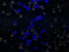 -重庆欢乐海底世界