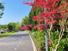 -东平国家森林公园