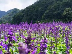 -广州市石门国家森林公园