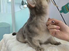 -爱洗澡的猫(望京店)