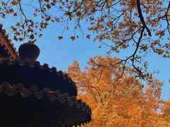 -香山公园