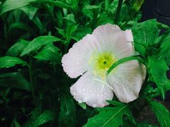 iphone_upload_pic-西湖风景区-江洋畈生态公园