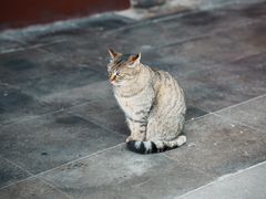 -西园寺