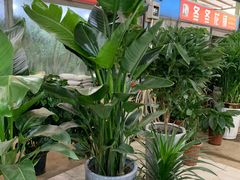 -长春青怡坊鲜花批发(青怡坊花鸟市场店)