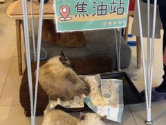 -平行世界·猫咖(首经贸店)