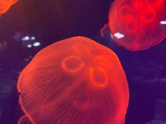 -迪拜水族馆及水下动物园