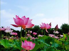 -武汉紫薇都市田园