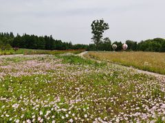 -同里国家湿地公园